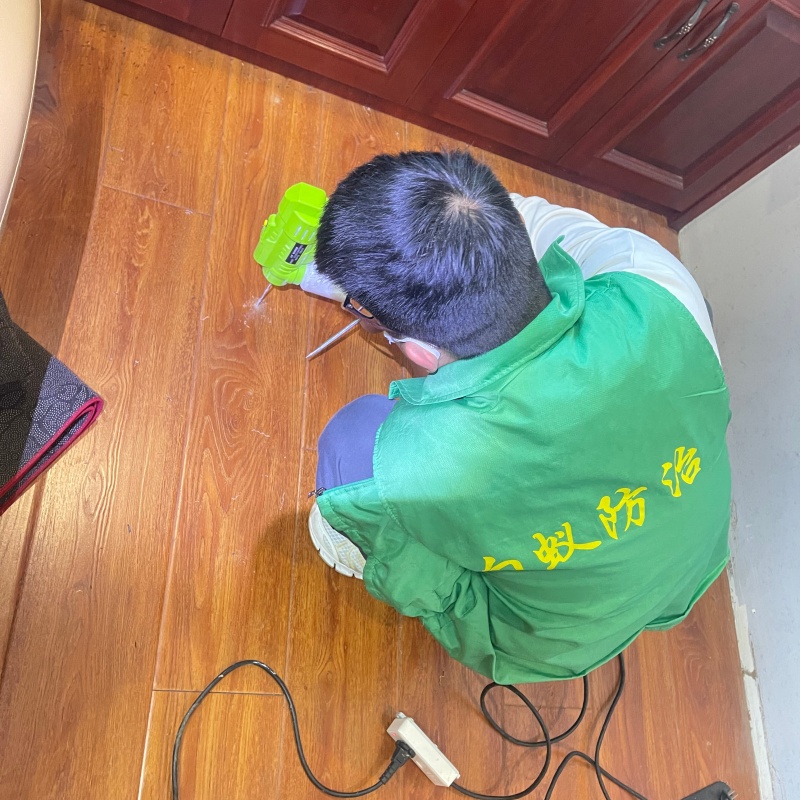 德清白蚁检测现场勘察服务